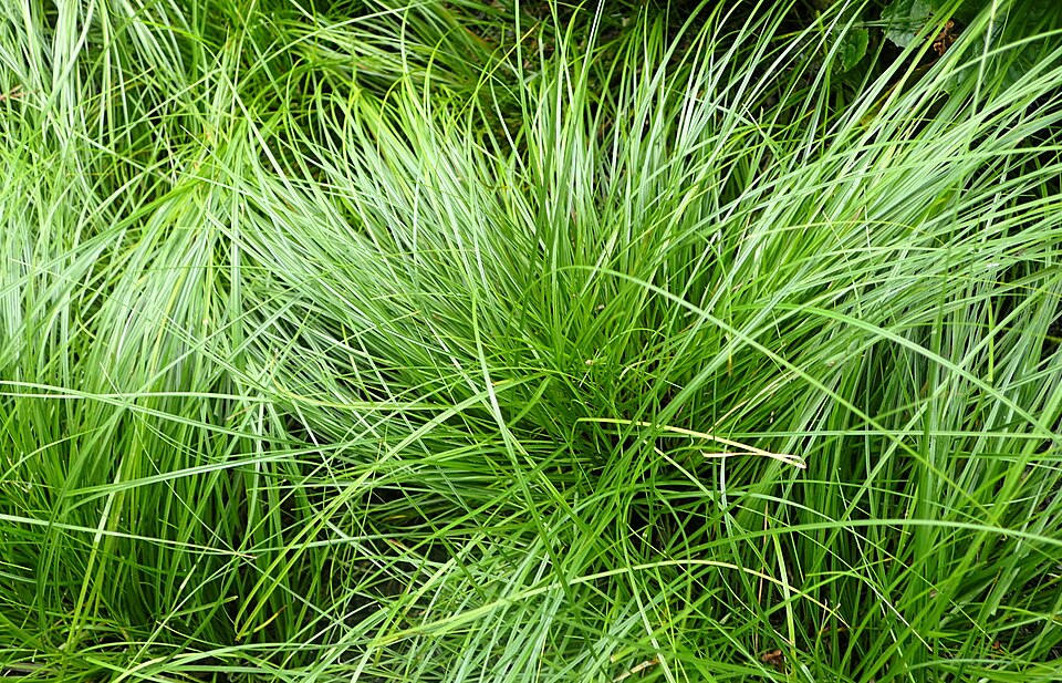Carex pensylvanica (Pennsylvania Sedge) (alternate view 9)