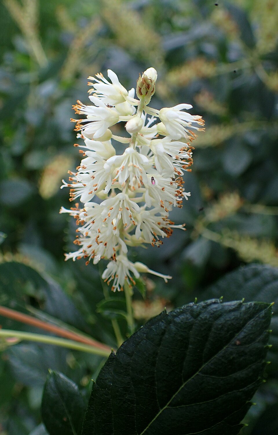 Clethra alnifolia 'Hummingbird' (Hummingbird Summersweet)