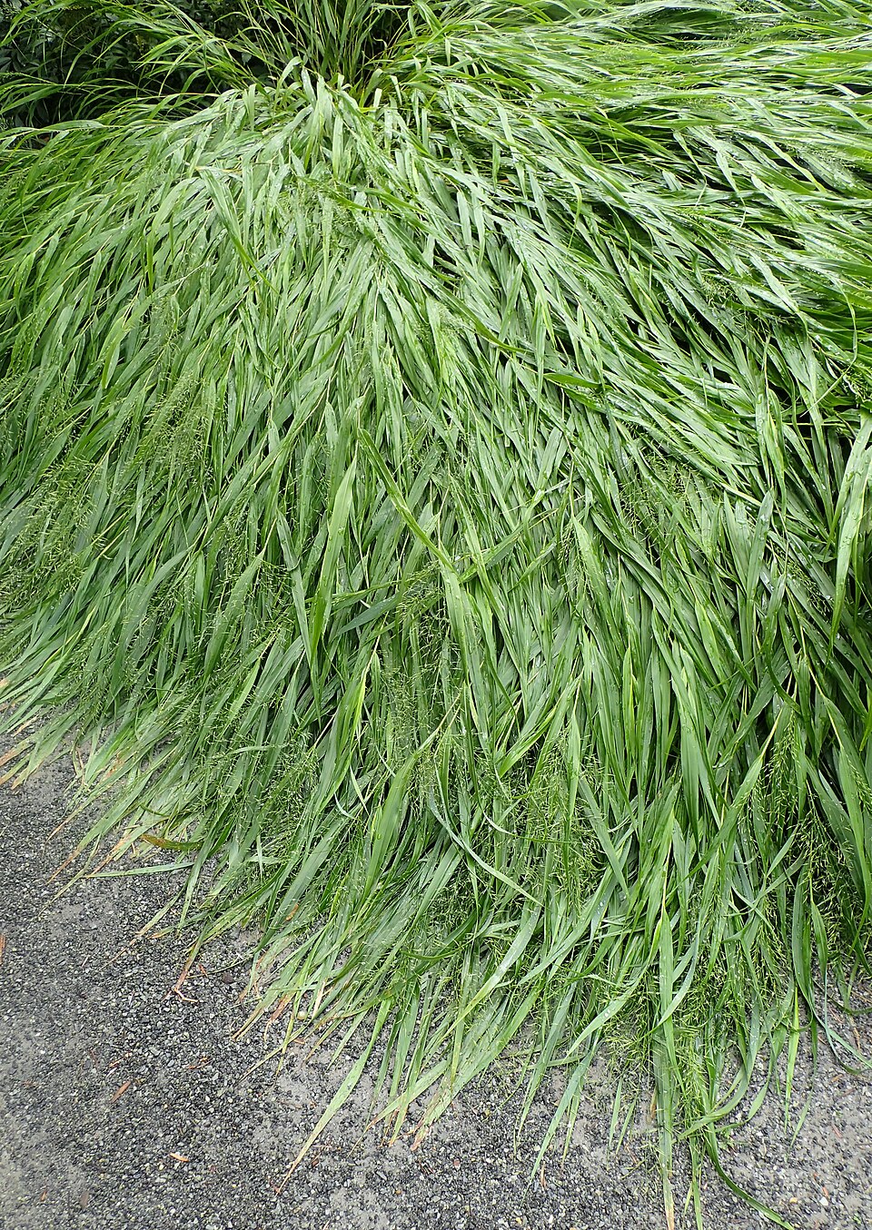 Hakonechloa macra 'All Gold' (All Gold Hakone Grass) (alternate view 3)