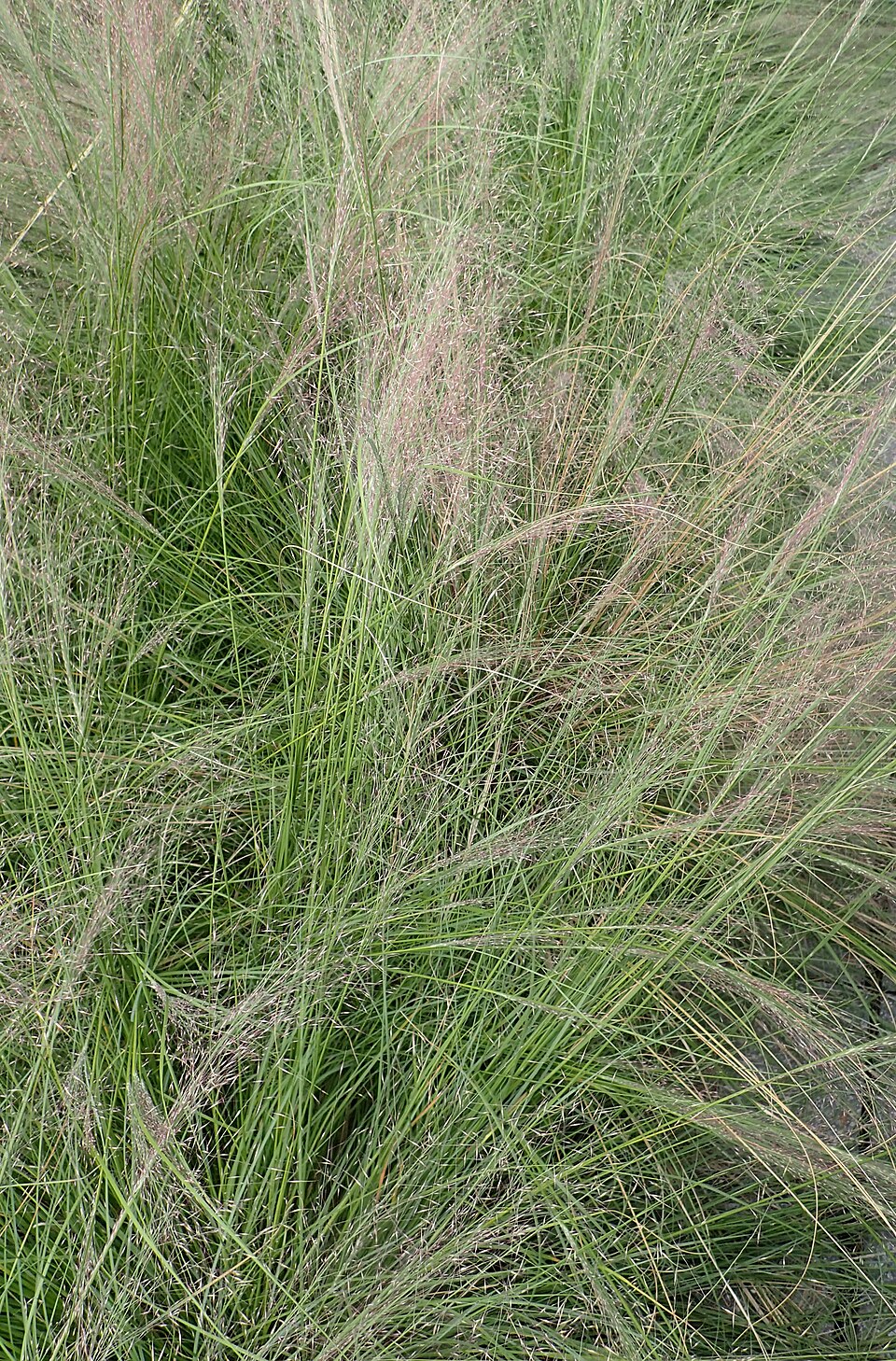 Muhlenbergia reverchonii (Seep Muhly) (alternate view 4)