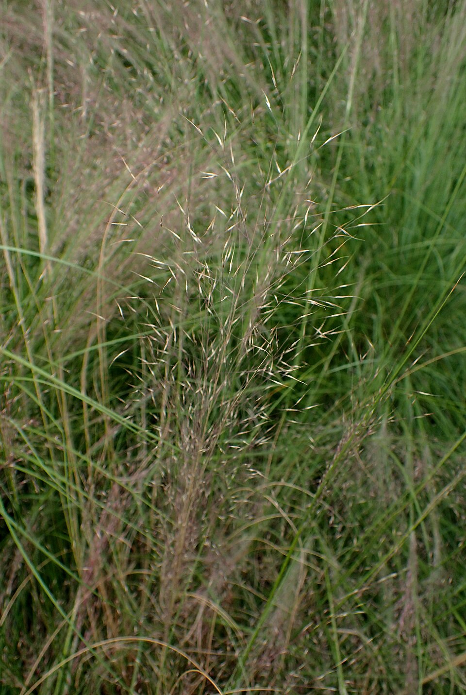Muhlenbergia reverchonii (Seep Muhly) (alternate view 5)
