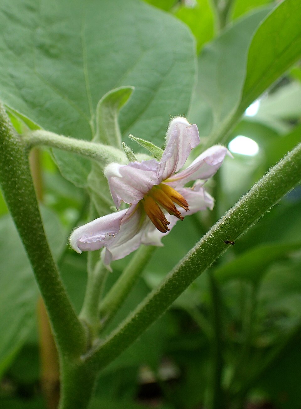 Solanum melongena 'Black Beauty' (Black Beauty Eggplant)