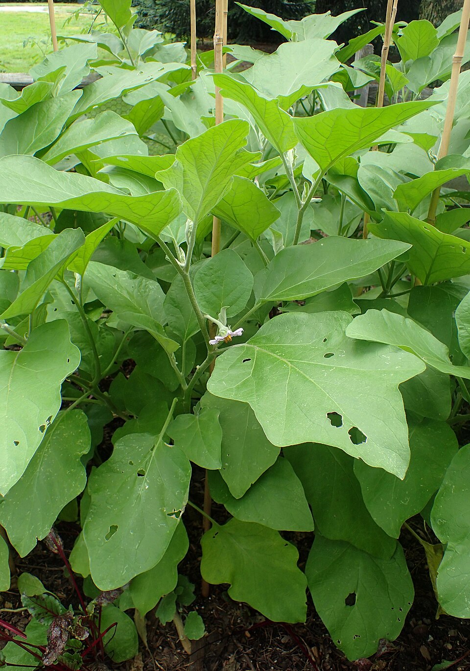 Solanum melongena 'Black Beauty' (Black Beauty Eggplant) (alternate view 2)