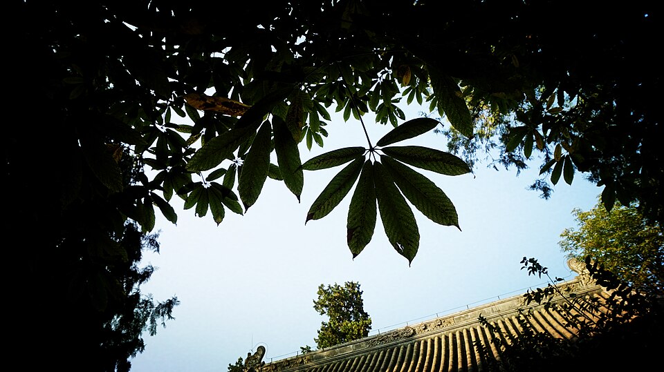 Aesculus chinensis (Chinese Horse Chestnut)