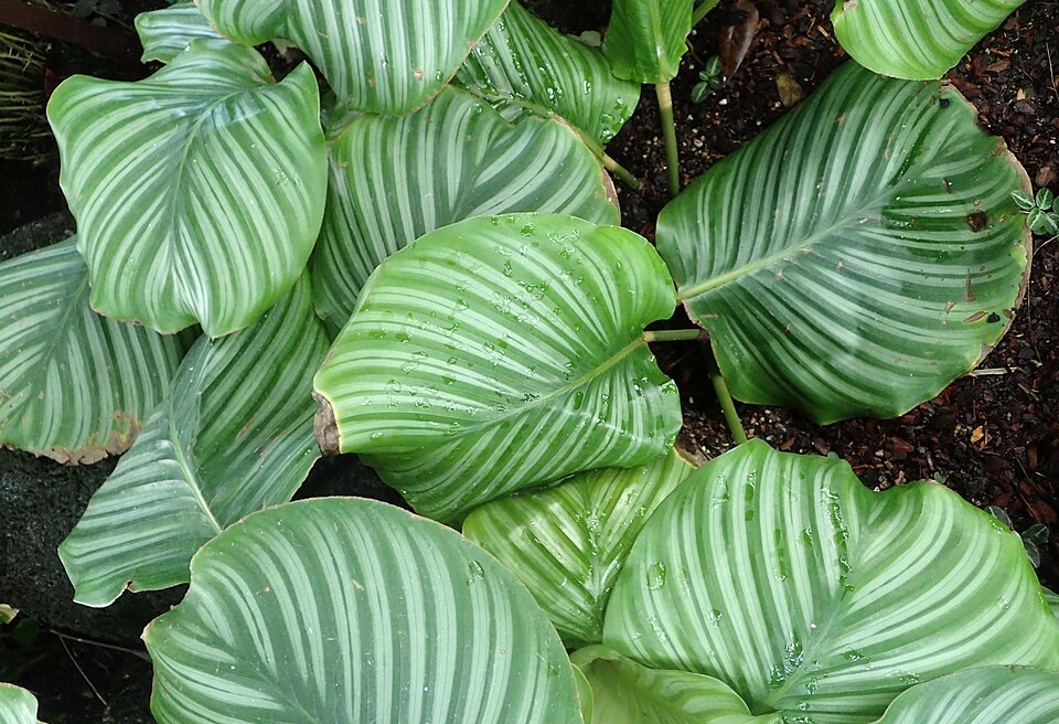 Goeppertia orbifolia (Round-Leaved Calathea) (alternate view 4)