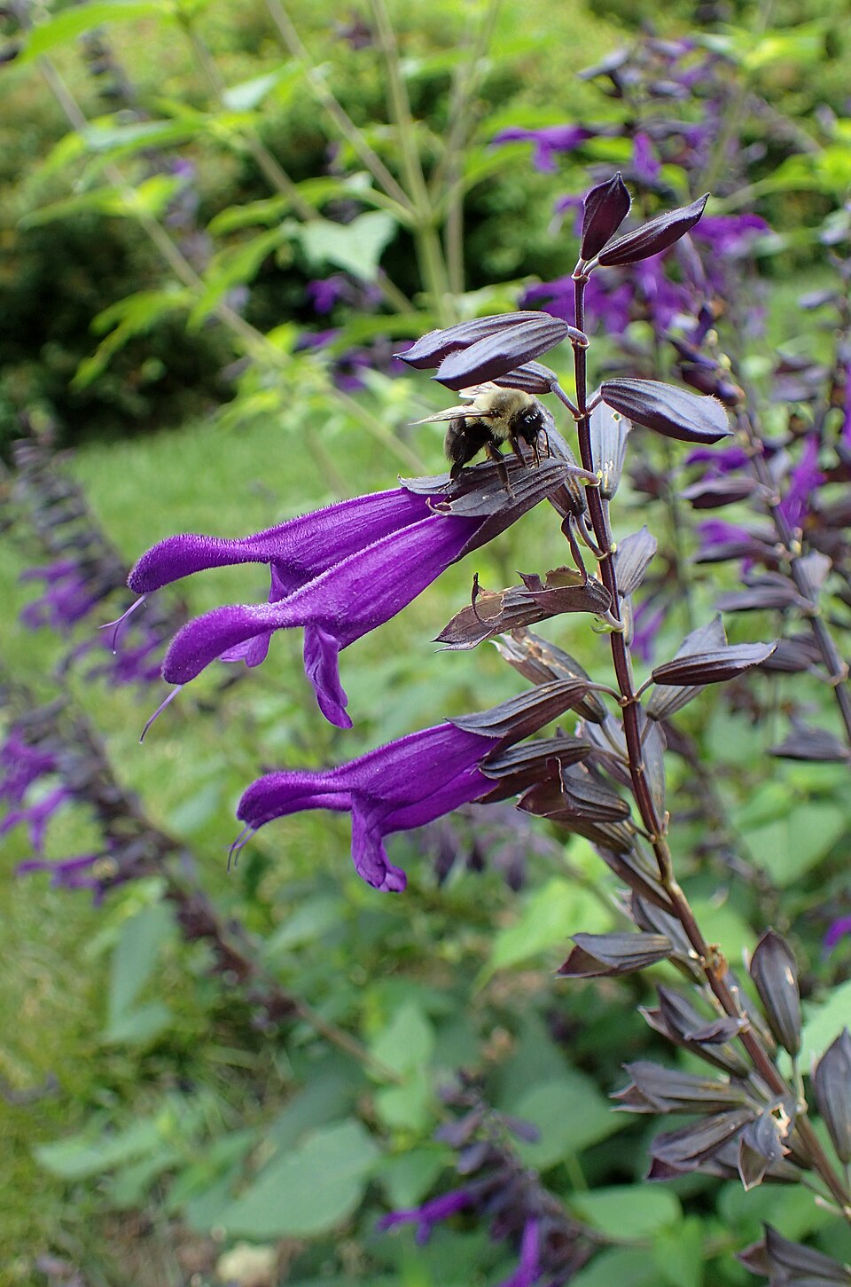 Salvia × 'Amistad' (Amistad Sage)