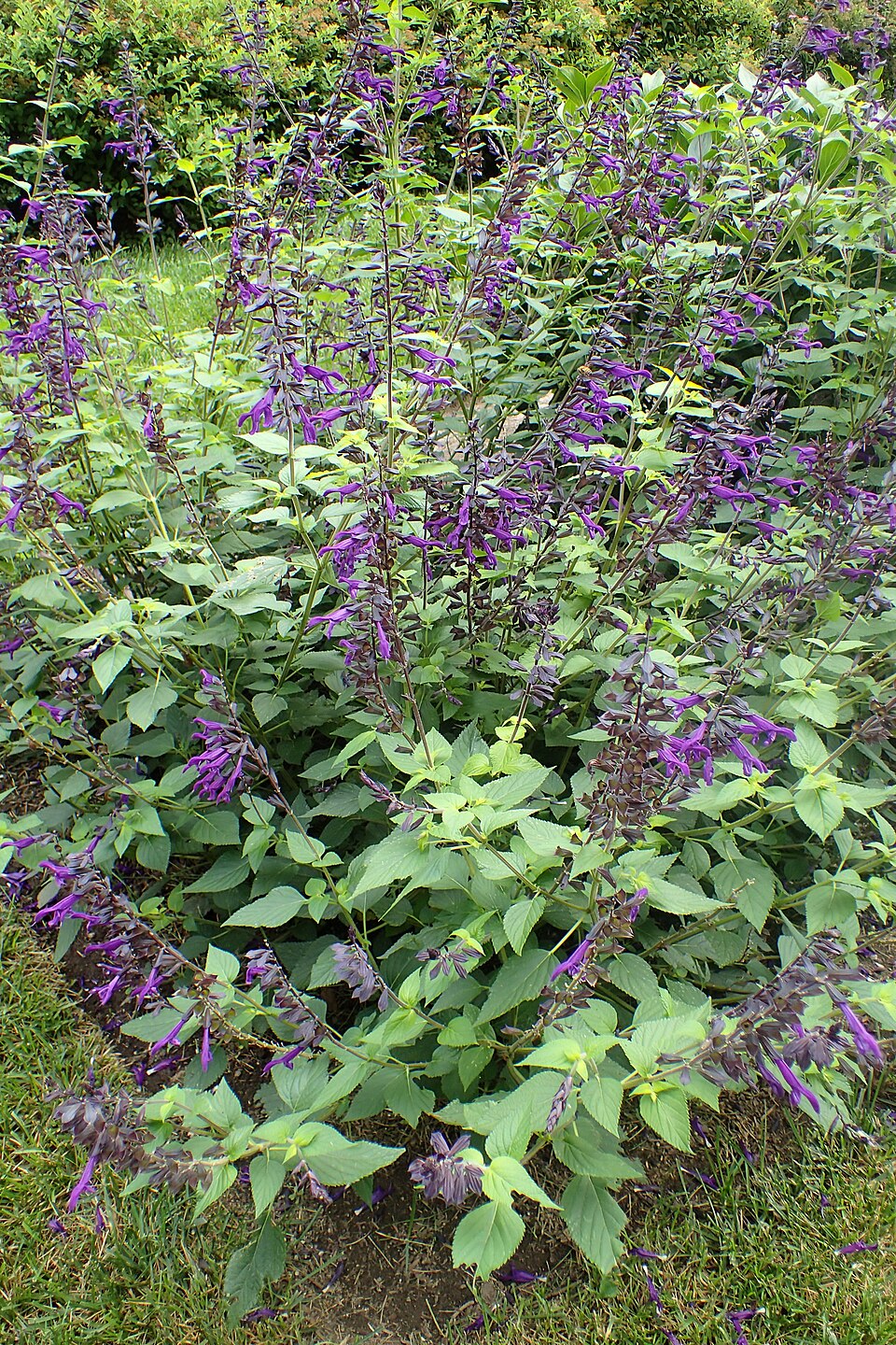 Salvia × 'Amistad' (Amistad Sage) (alternate view 2)
