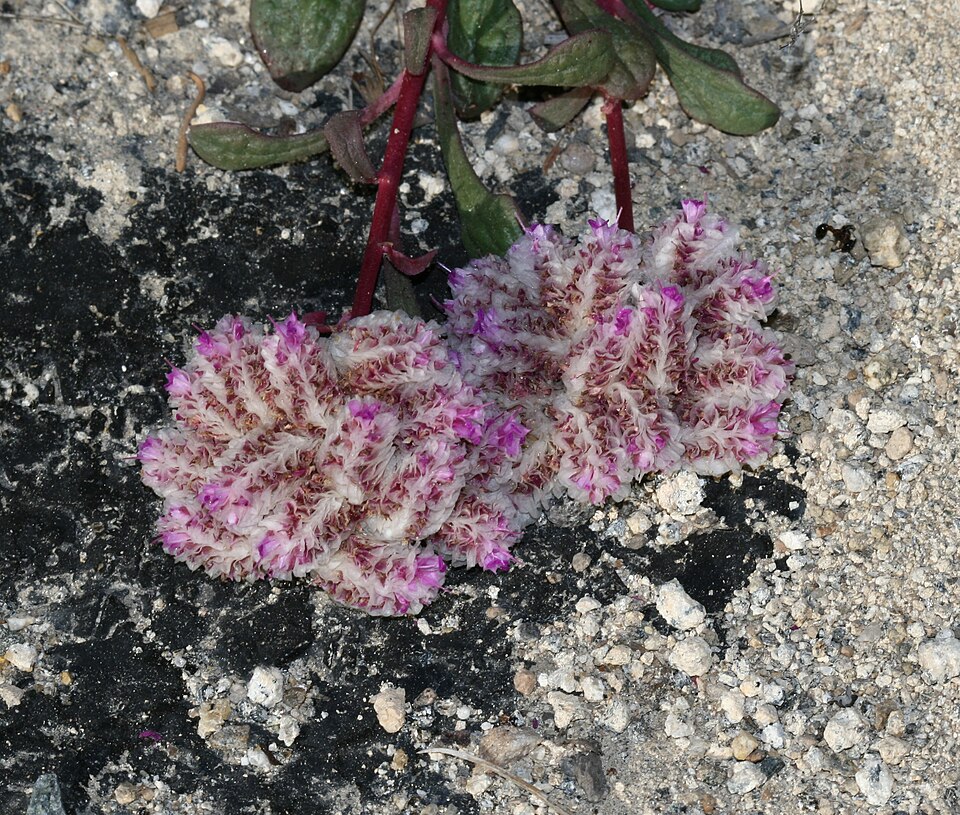 Calyptridium monospermum (One-seeded Pussypaws) (alternate view 6)