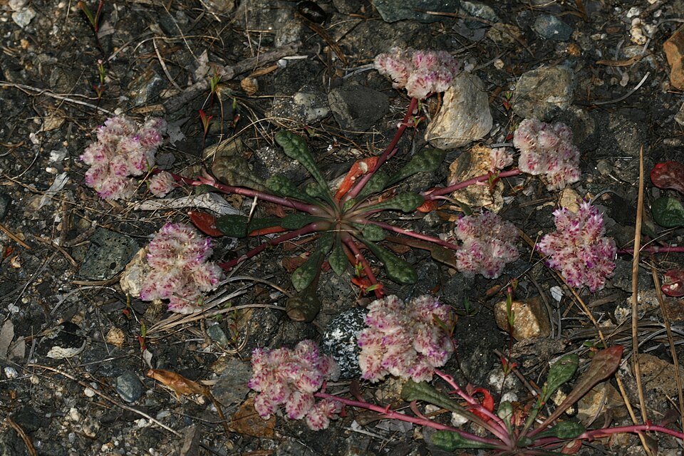 Calyptridium monospermum (One-seeded Pussypaws) (alternate view 7)