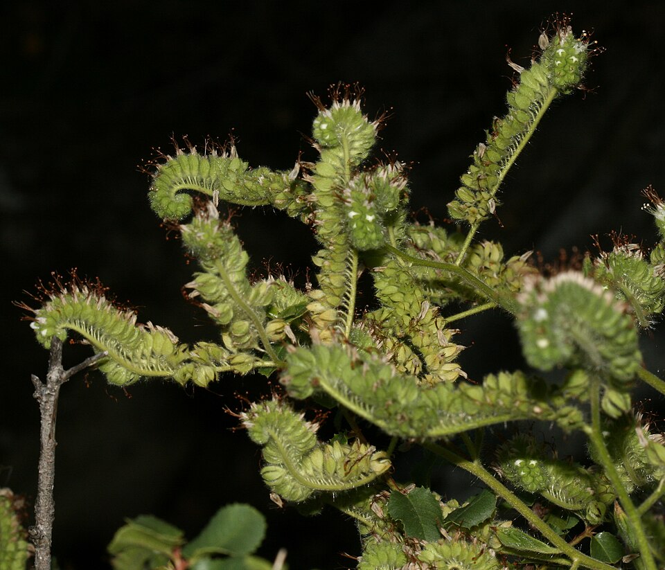 Phacelia imbricata (Mountain Phacelia) (alternate view 3)