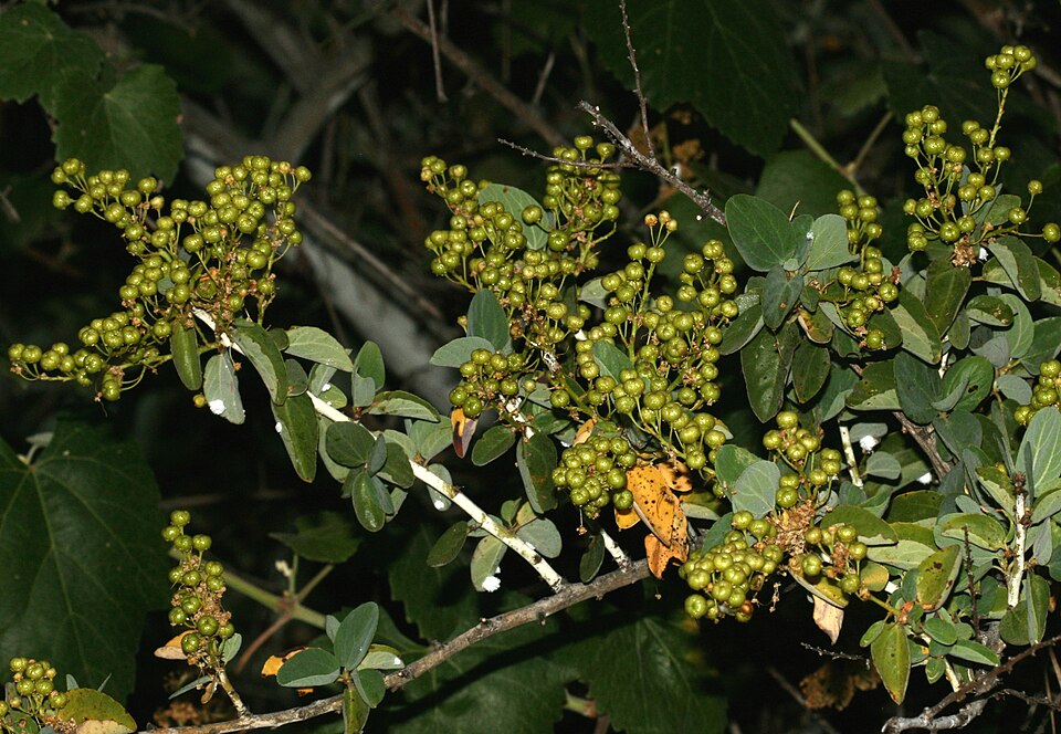 Ceanothus leucodermis (chaparral whitethorn) (alternate view 7)