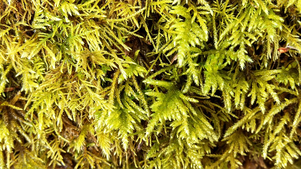 Kindbergia oregana (Oregon Beaked Moss) (alternate view 4)