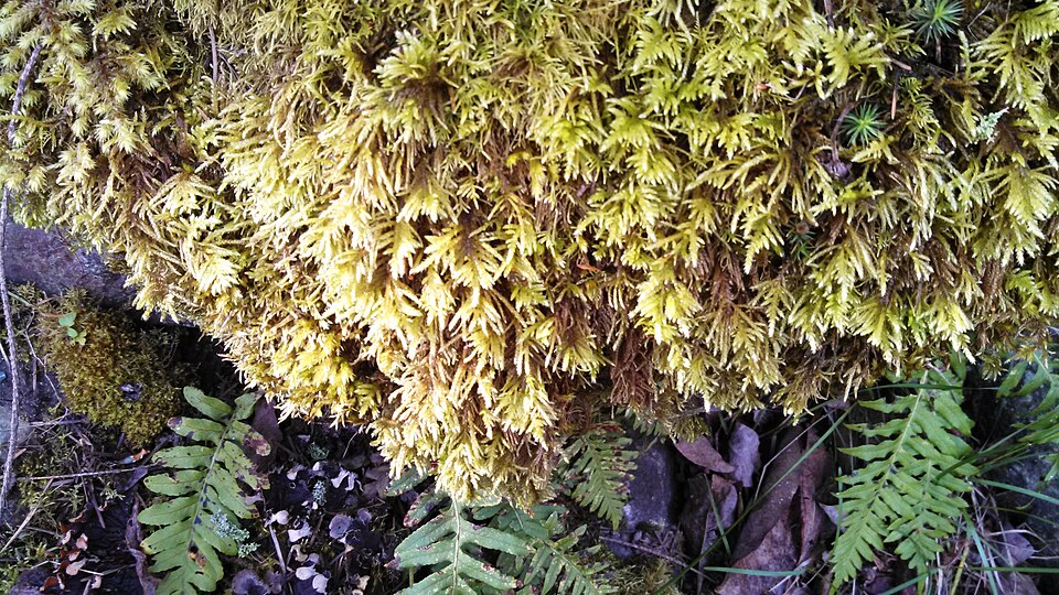 Kindbergia oregana (Oregon Beaked Moss) (alternate view 5)