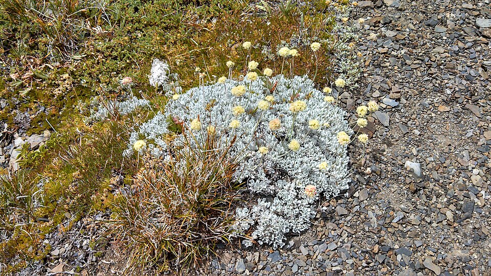 Eriogonum (wild buckwheats) (alternate view 9)