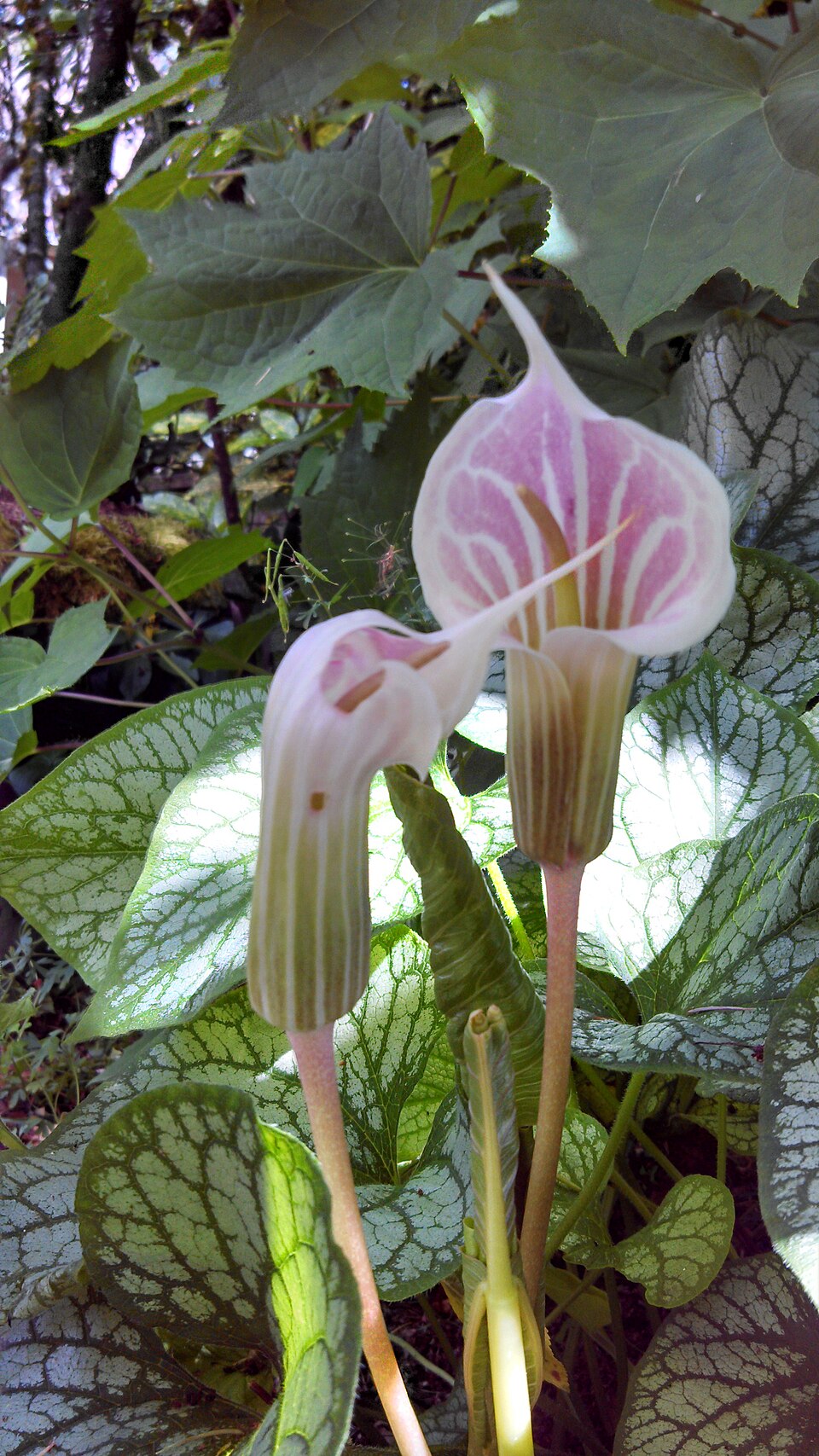 Arisaema candidissimum (White Jack-in-the-pulpit) (alternate view 8)
