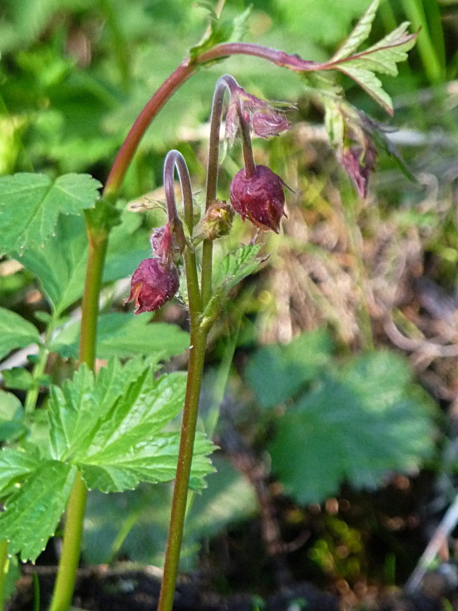 Geum rivale (Water Avens)