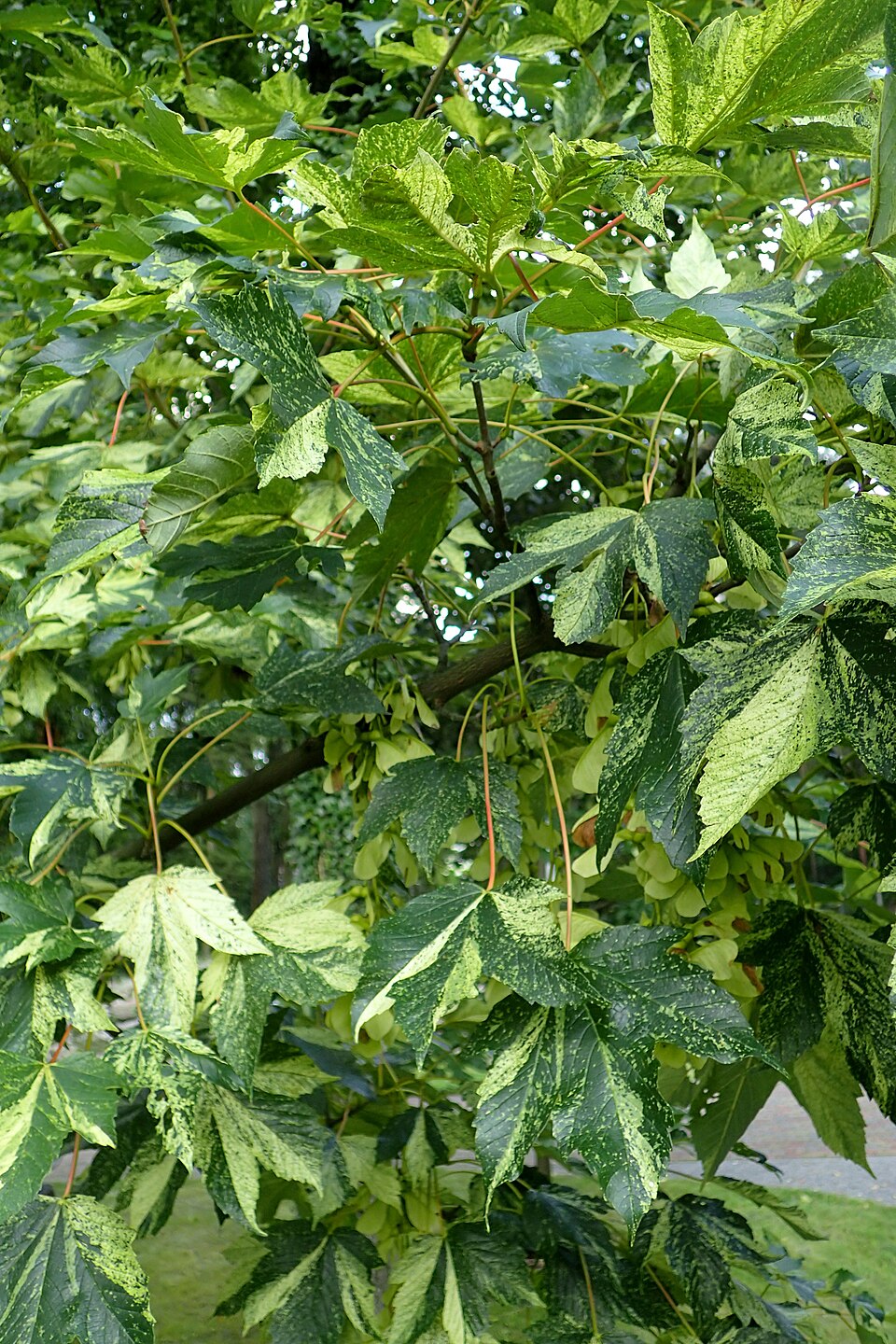 Acer pseudoplatanus 'Leopoldii' (Leopoldii Sycamore Maple) (alternate view 2)