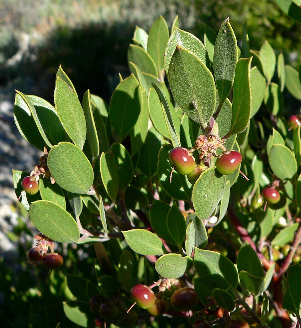 Arctostaphylos pungens (pointleaf manzanita) (alternate view 9)