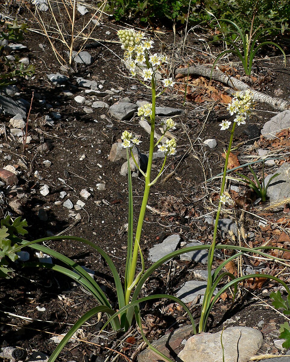 Toxicoscordion paniculatum (foothill deathcamas) (alternate view 2)