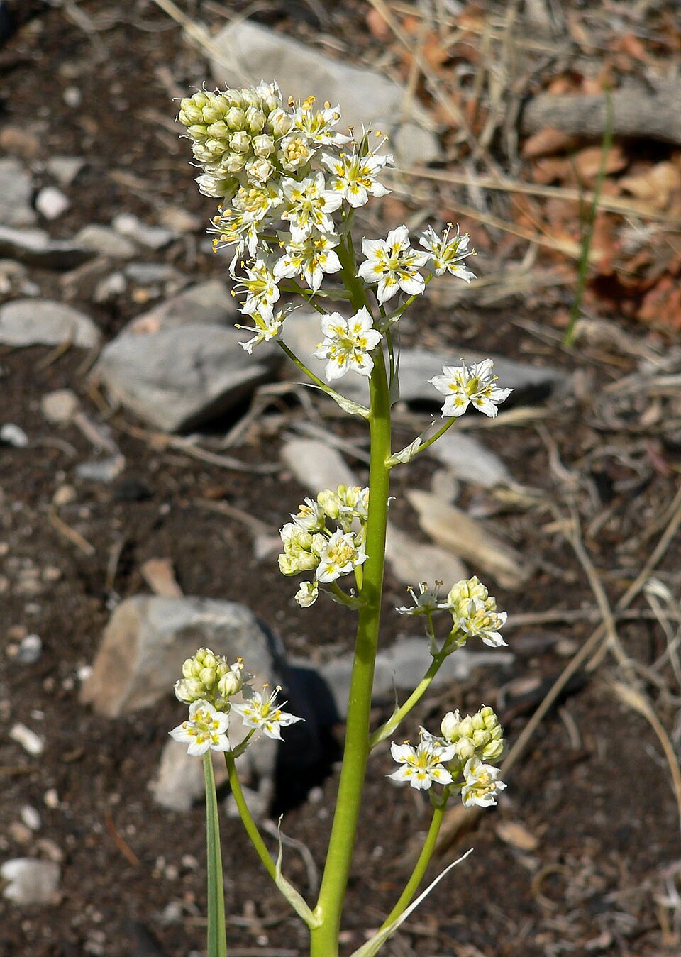 Toxicoscordion paniculatum (foothill deathcamas) (alternate view 3)