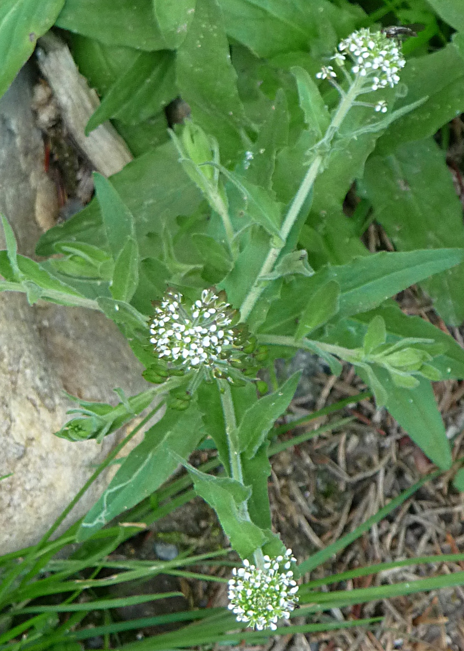Lepidium campestre (field peppergrass) (alternate view 10)