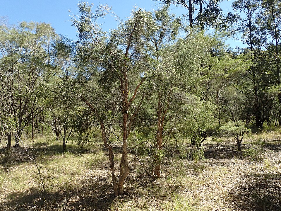 Melaleuca nodosa (prickly-leaved paperbark) (alternate view 10)