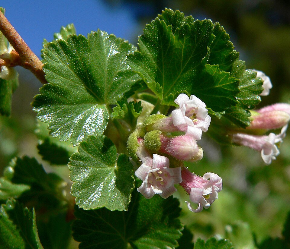 Ribes cereum (wax currant) (alternate view 2)
