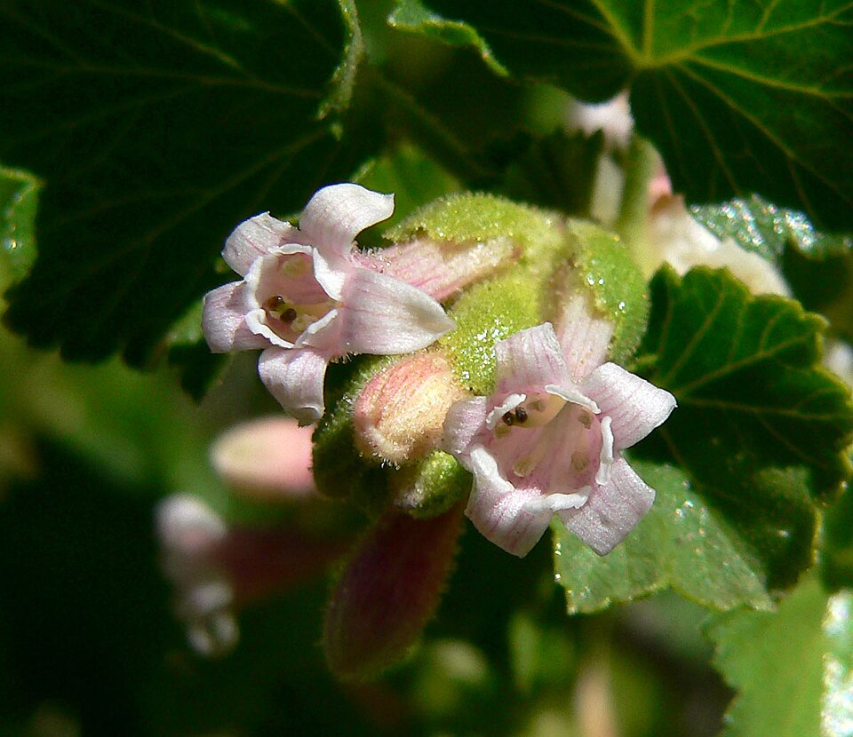 Ribes cereum (wax currant) (alternate view 3)