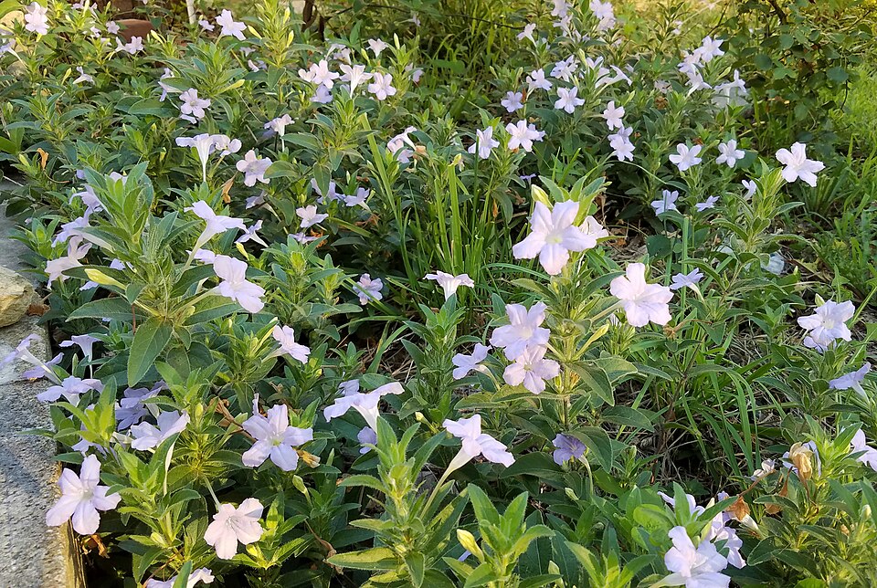 Ruellia humilis (hairy ruellia) (alternate view 7)