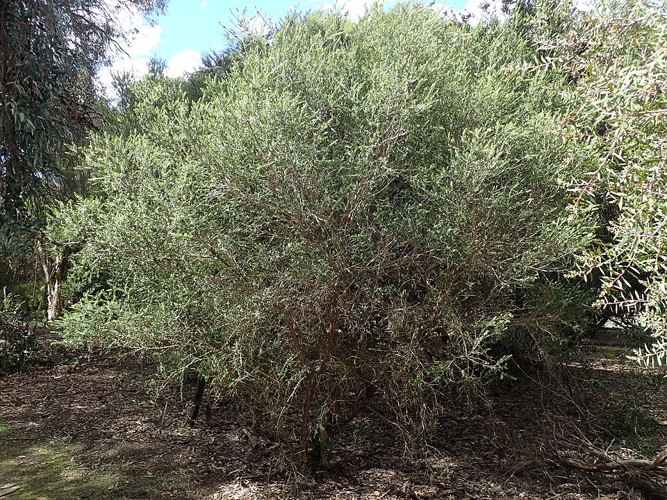 Melaleuca squarrosa (scented paperbark) (alternate view 7)