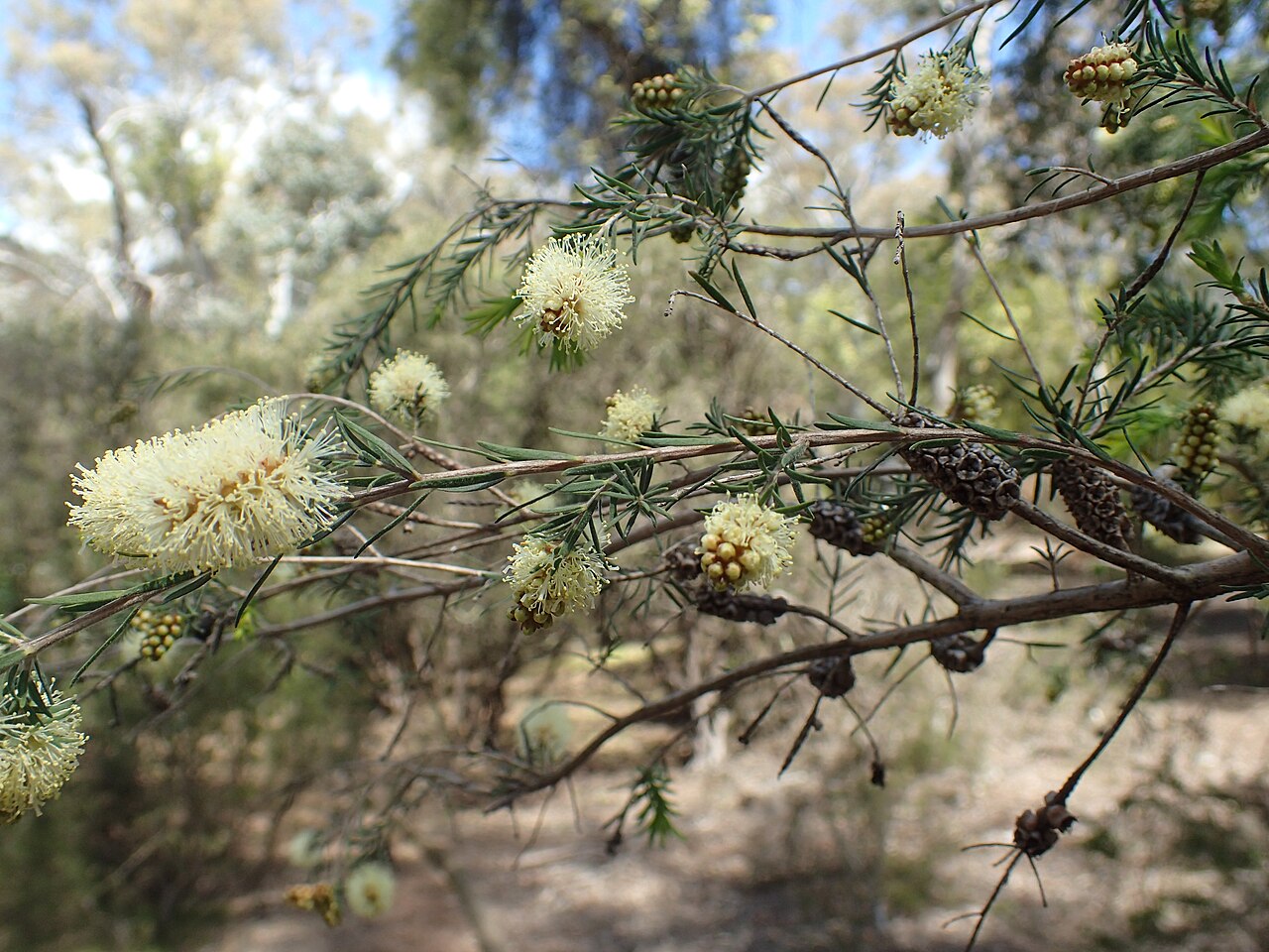 Melaleuca incana, Grey honey myrtle — upright evergreen (Myrtaceae) (image 4 of 10)
