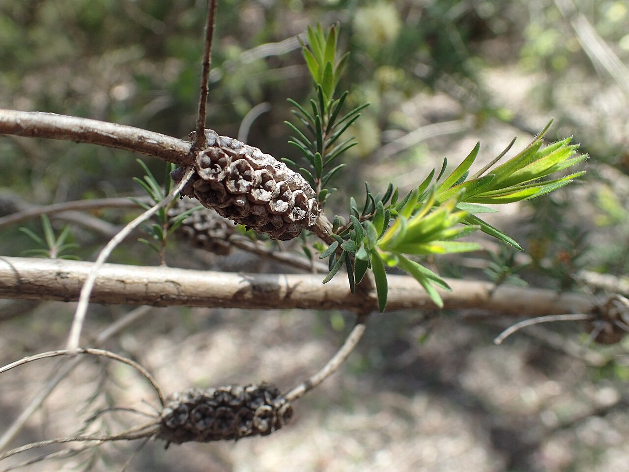 Melaleuca incana, Grey honey myrtle — upright evergreen (Myrtaceae) (image 5 of 10)