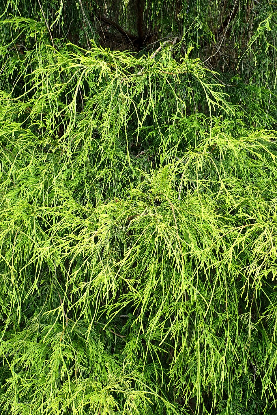 Chamaecyparis pisifera 'Filifera Aurea' (Golden Thread Cypress) (alternate view 3)