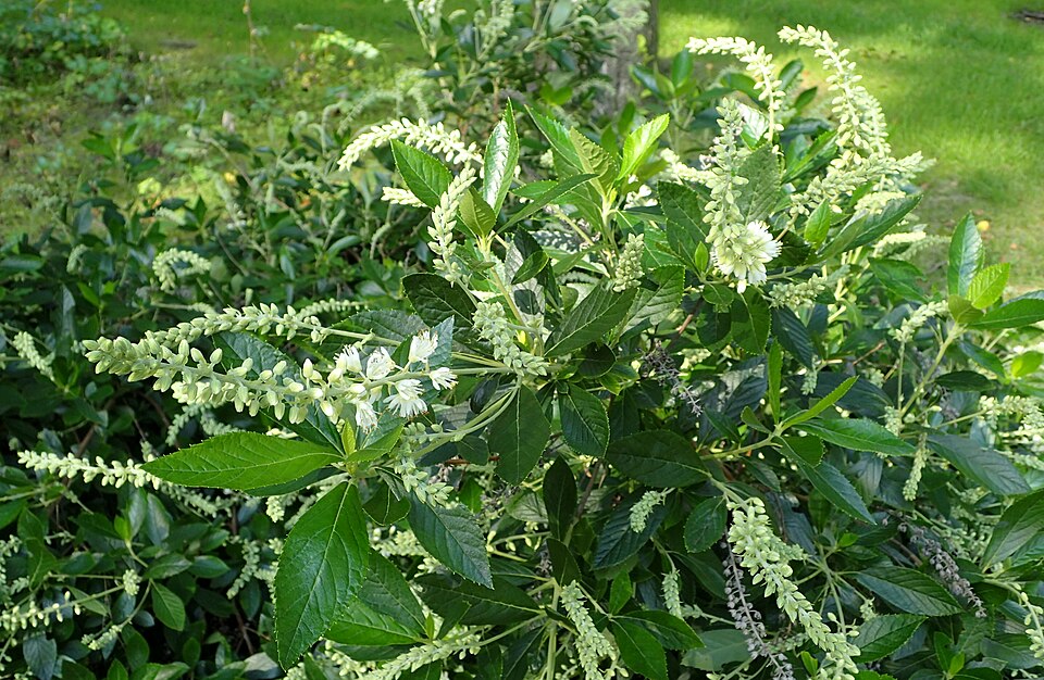 Clethra alnifolia 'Hummingbird' (Hummingbird Summersweet) (alternate view 2)