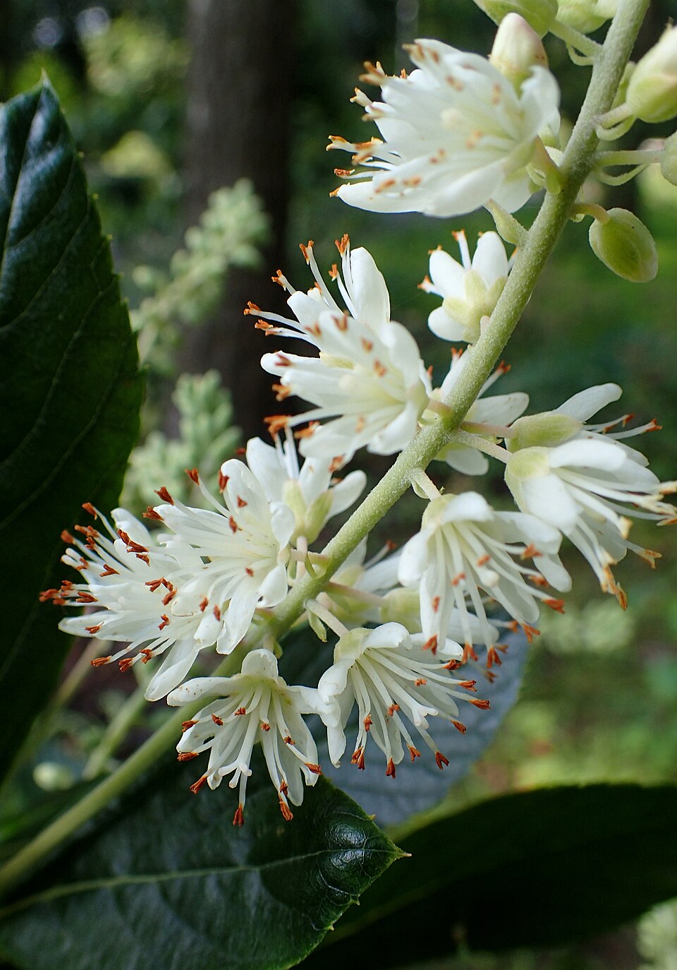 Clethra alnifolia 'Hummingbird' (Hummingbird Summersweet) (alternate view 3)