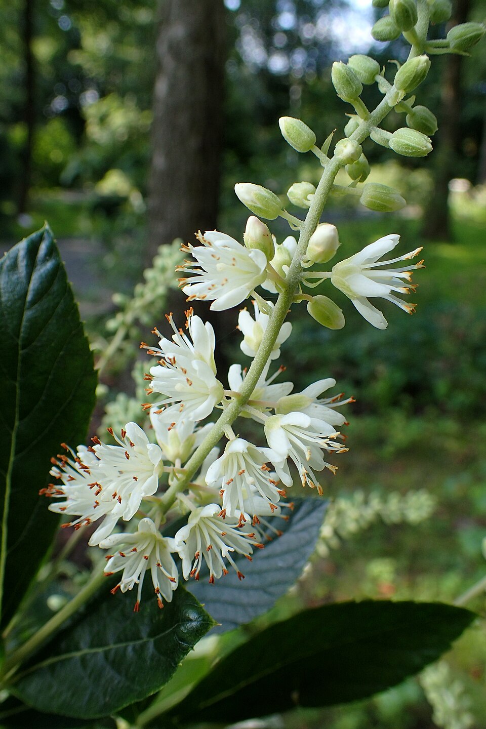 Clethra alnifolia 'Hummingbird' (Hummingbird Summersweet) (alternate view 4)