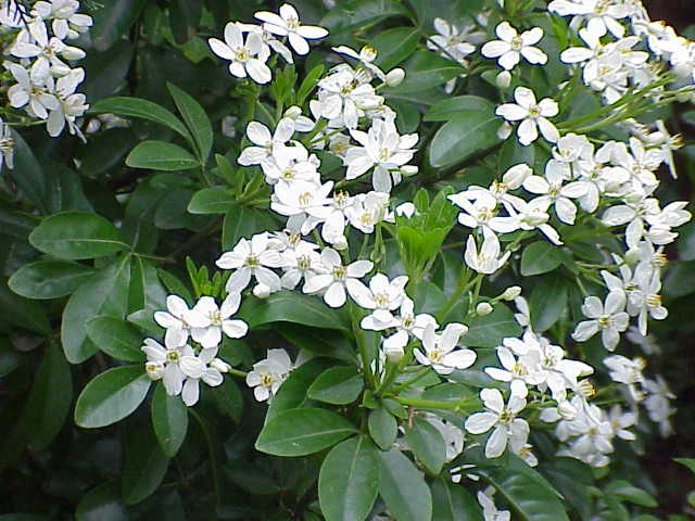 Choisya ternata (Mexican Orange Blossom) (alternate view 6)
