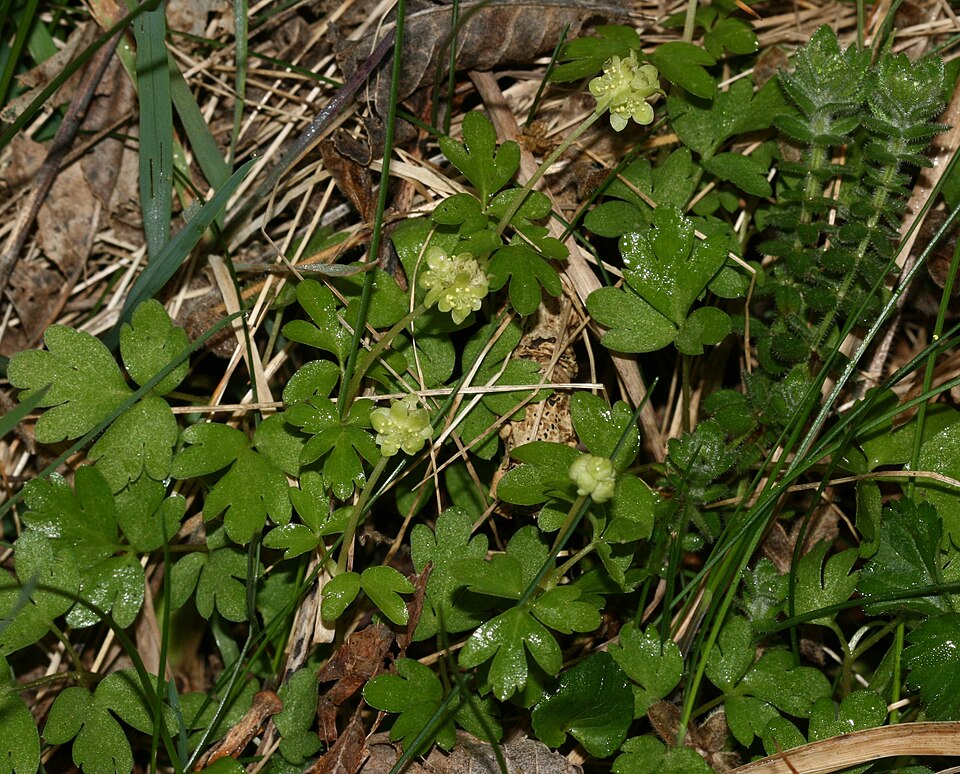 Adoxa moschatellina (Moschatel)