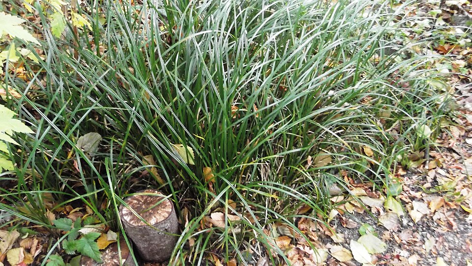 Carex obnupta (slough sedge) (alternate view 7)