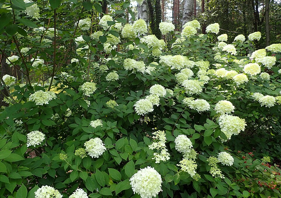 Hydrangea paniculata 'Limelight' (Limelight Peegee Hydrangea) (alternate view 2)