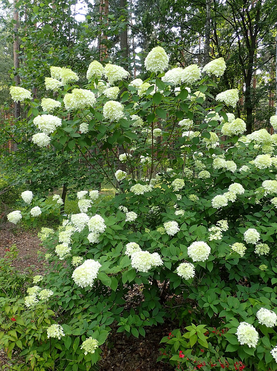 Hydrangea paniculata 'Limelight' (Limelight Peegee Hydrangea) (alternate view 3)