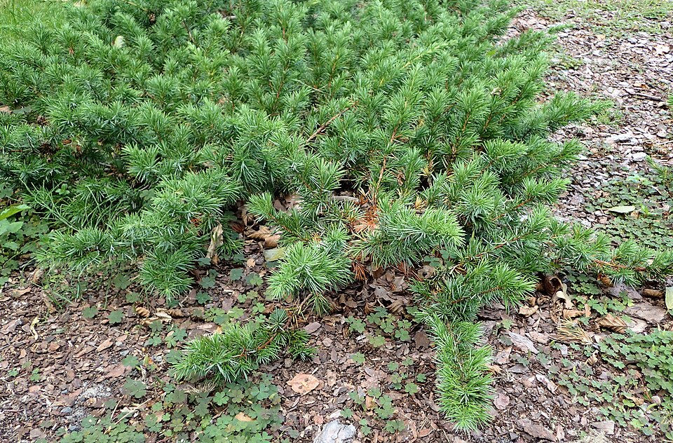 Juniperus conferta (shore juniper) (alternate view 2)