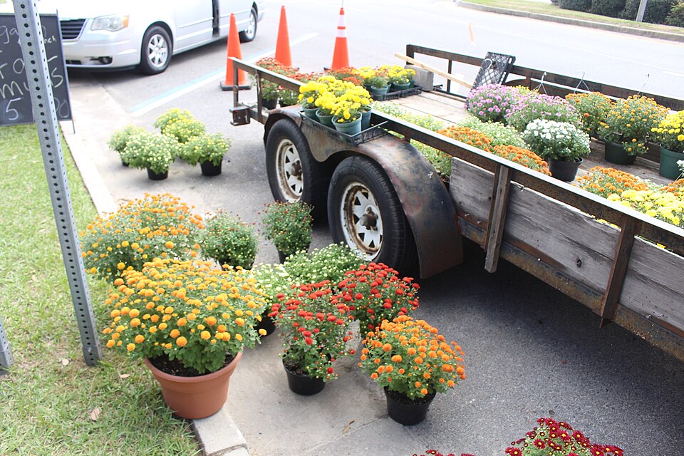 Chrysanthemum spp. (Mammoth Mums Collection) (alternate view 2)