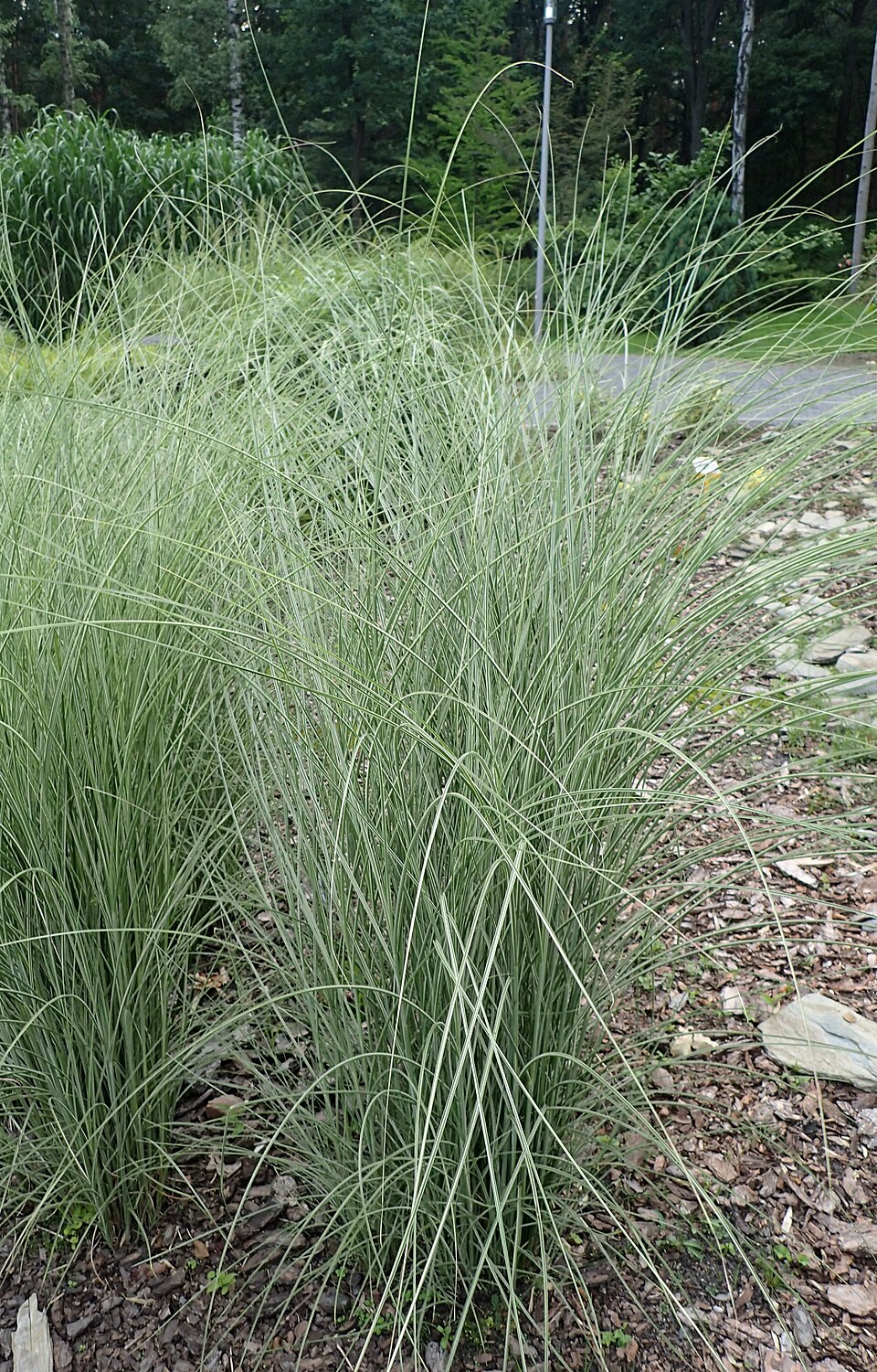 Miscanthus sinensis 'Morning Light' (Morning Light Maiden Grass)