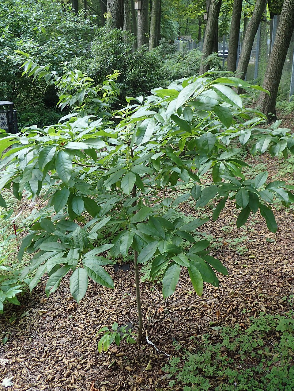 Oxydendrum arboreum (sourwood) (alternate view 8)