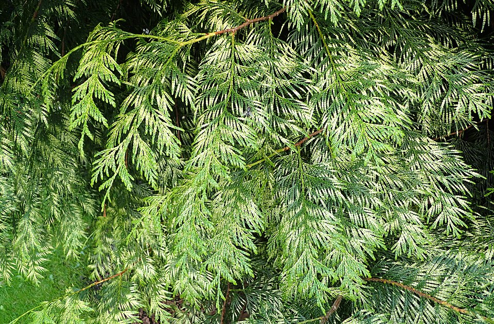 Thuja plicata 'Zebrina' (golden western red cedar) (alternate view 5)