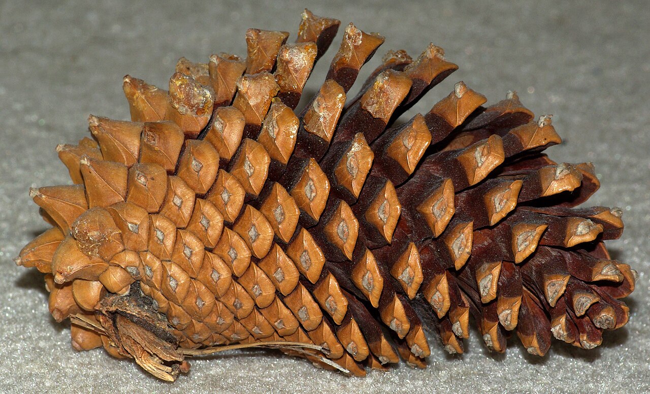Pinus attenuata (Knobcone Pine)
