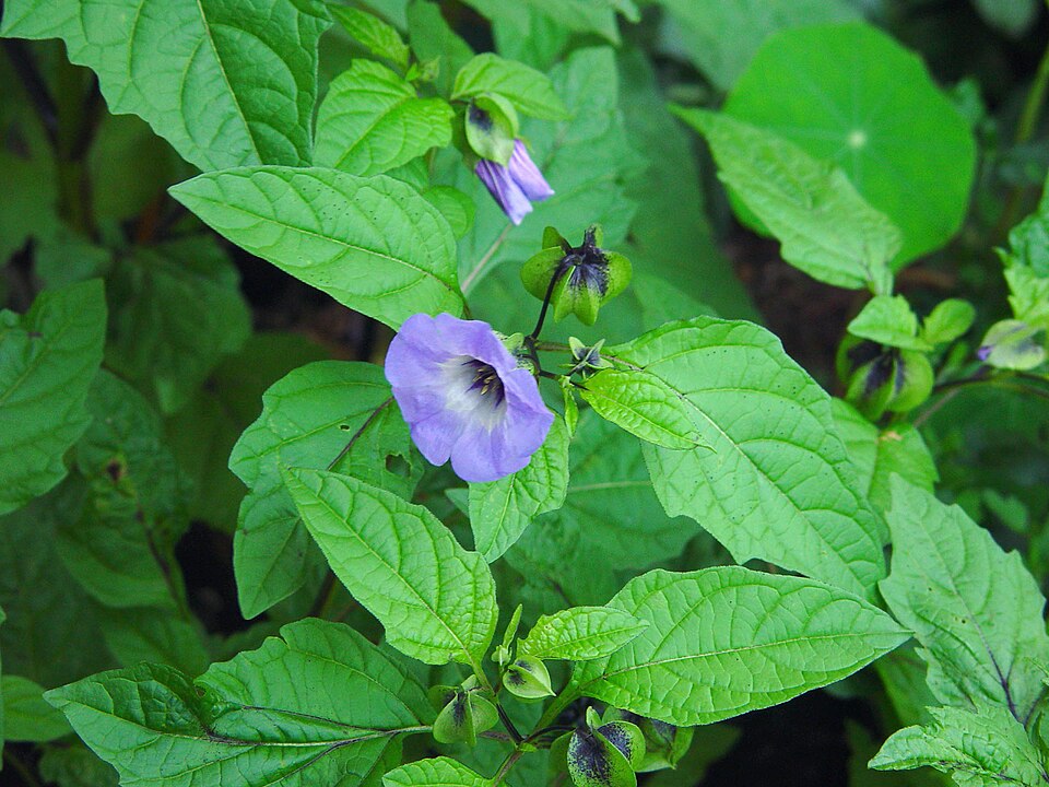 Nicandra physalodes (apple-of-Peru)