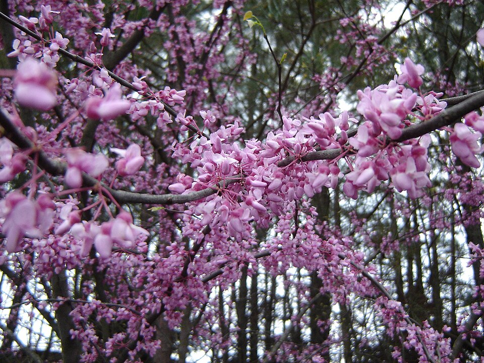 Cercis canadensis (redbud) (alternate view 3)