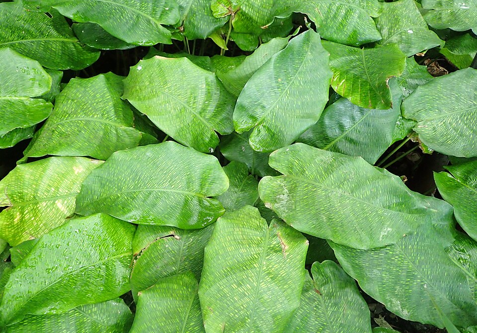 Goeppertia kegeljanii (Calathea Musaica) (alternate view 9)